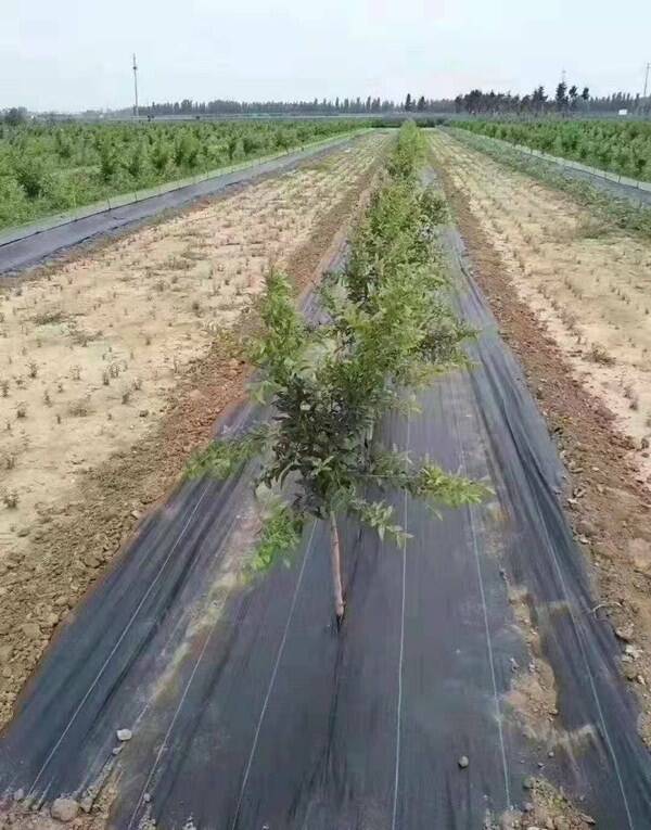 防草布在果園正確使用方法
