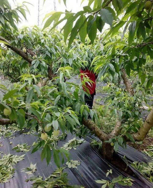 板栗園能不能覆蓋除草布好處是什么？