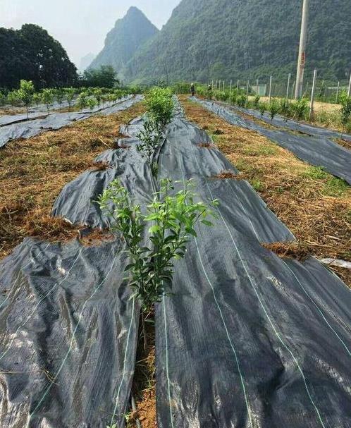 果園黑地布