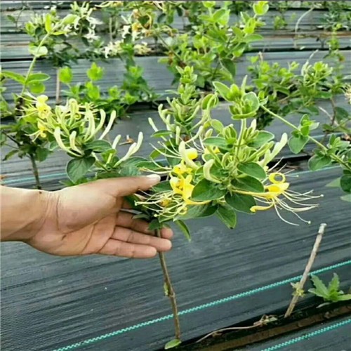 蓋草布