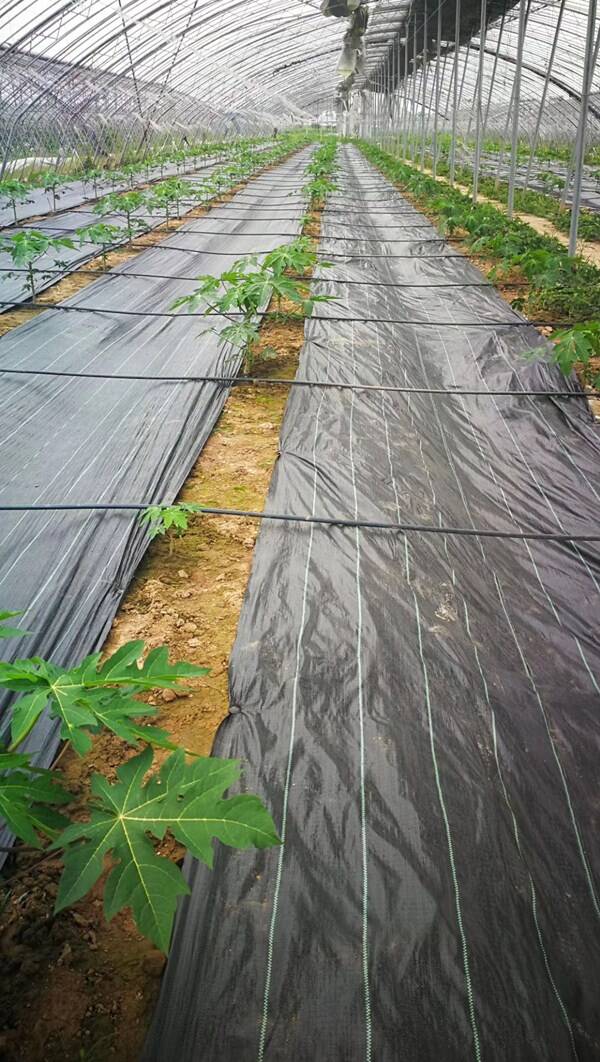 防草布