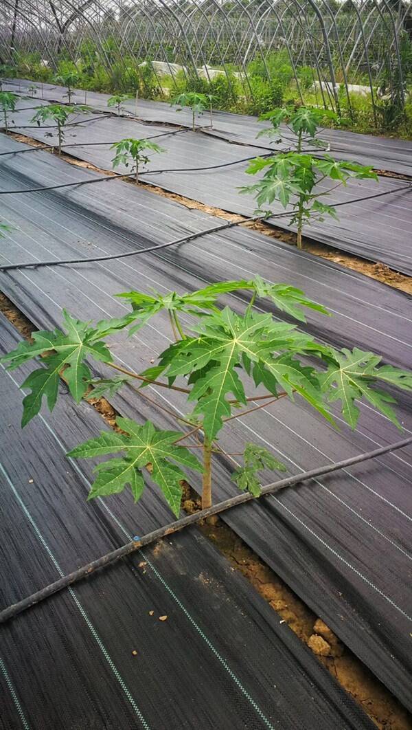 防草布_防草布廠家